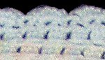 Border Detail Item Number: 1099