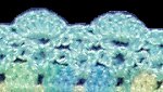 Border Detail Item Number: 1101