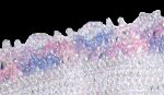 Border Detail Item Number: 1135
