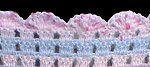 Border Detail Item Number: 1068